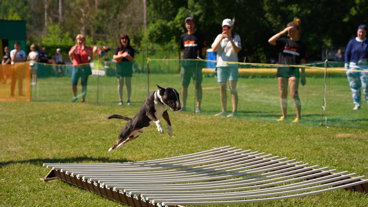 Miniature Bull Terrier Tyson. Jump'n'Gym Fest 2022.
