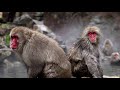 Vlog 41: Jigokudani Monkey Park