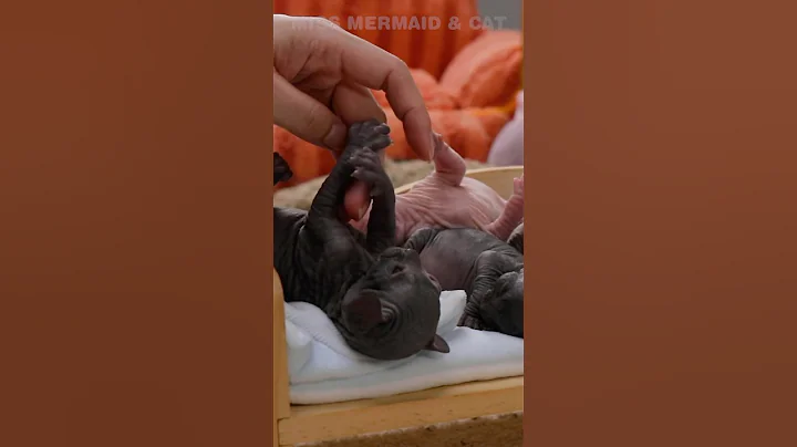 Watch the video about This Sphynx is So Clingy—Does It Think I’m Its Human Mom? 🤔💖#shorts #sphynx #missmermaid #kitten