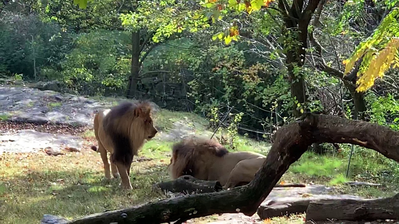 Lions Fight Bronx Zoo New York