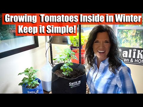 Video: Vinterdyrkning af tomater: Sådan dyrkes tomater indendørs