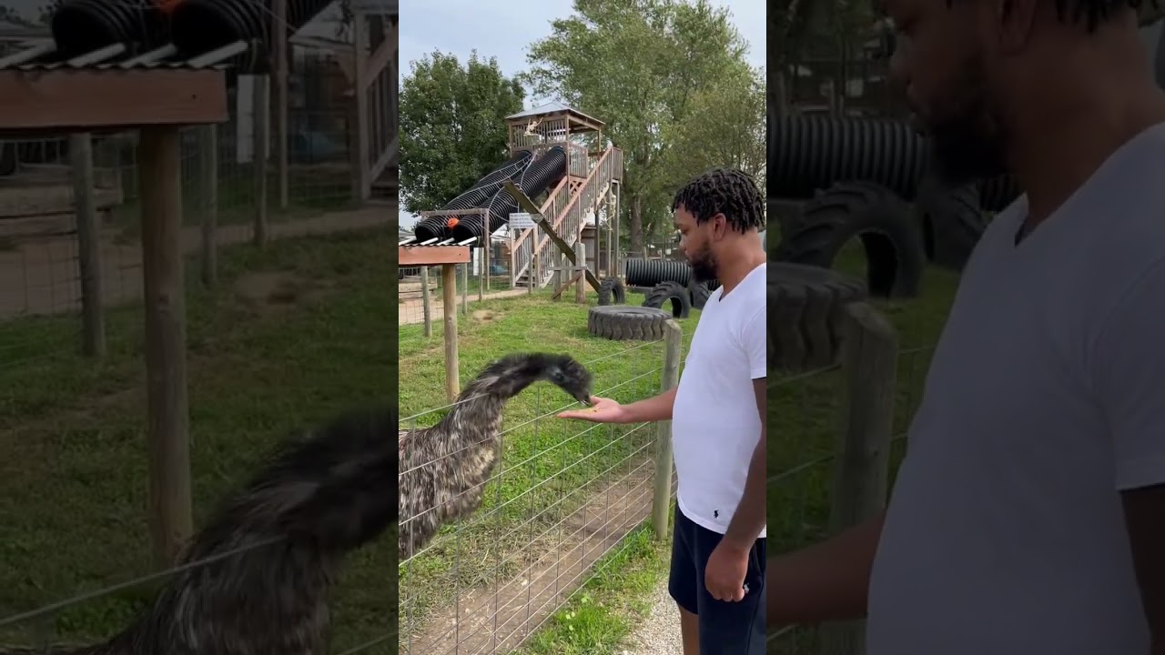 YouTube पर Crazy Emu! Fun for kids! Big Joel’s Safari! देखें YouTube पर Crazy Emu! Fun for kids! Big Joel’s Safari! देखें