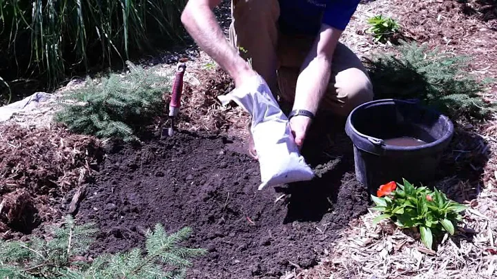 How to Plant Rose of Sharon Plants