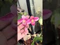 2 FLOWERS??? #orchid