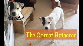 The Carrot Botherer! - Life with a Parson Russell Terrier