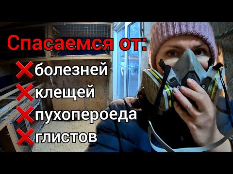 Дезинфекция курятника. Как избавиться от пухопероеда, клеща, глистов и болезней.