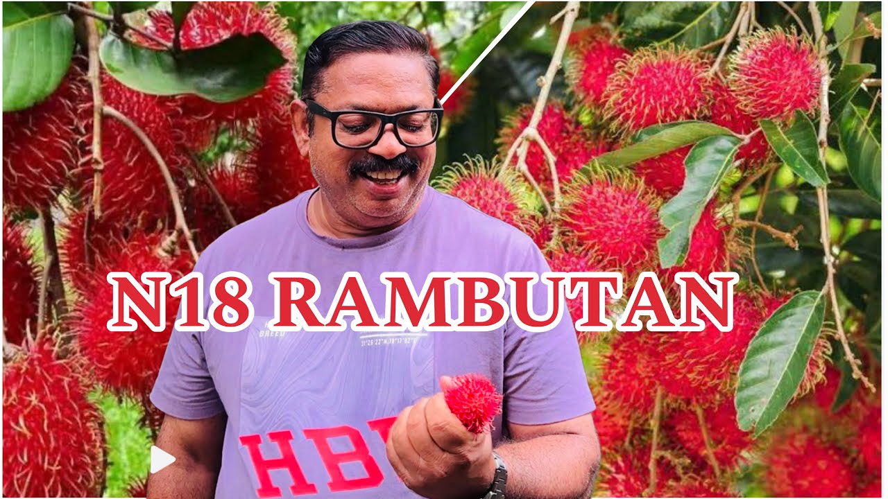 N18 റംബുട്ടാൻ വിളവെടുപ്പും പരിചരണവും ചുരുക്കി .#n18rambuttan