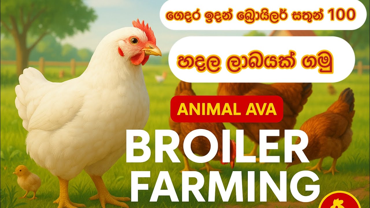 ගෙදර ඉදන් බ්‍රොයිලර් සතුන් 100 හදල ලාබ ගමු. How to start broiler farm. #chicken #farming  #broiler