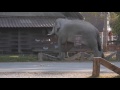 Wild Bull Elephant in Musth, Khao Yai National Park, Thailand. Part2