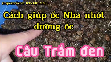 Cách giúp ốc nhả nhớt, dưỡng ốc khoẻ câu Trắm đen câu lục câu đài
