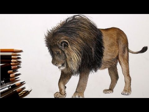 色鉛筆でライオンを描いてみた Youtube