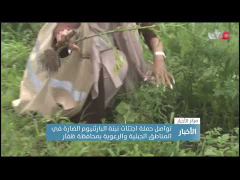 تواصل حملة اجتثاث نبتة البارثنيوم الضارة في المناطق الجبلية والرعوية بمحافظة ظفار