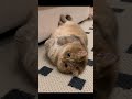 #cat #funnycats #imut#fuuny #music #lucu #kucinglucu #cutecat