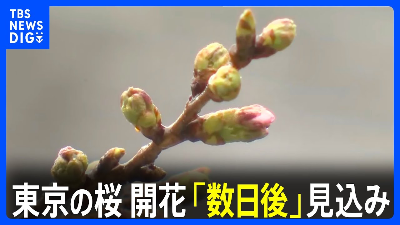 東京の桜 開花は「数日後」 つぼみのほころびも見られず 寒の戻りで