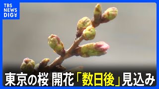 東京の桜　開花は「数日後」 つぼみのほころびも見られず　寒の戻りで開花遅れ｜TBS NEWS DIG