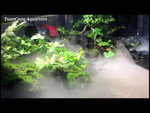 Video Hồ Thủy Sinh Bán Cạn Mini dễ chăm sóc | Terrarium |... - youtube