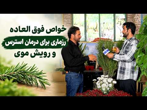 Rosemary: A Herb with More Than 100 Benefits / رزماری، گیاهی با بیش از ۱۰۰ فایده