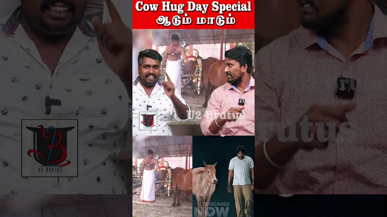 Cow Hug Day Special | ஆடும் மாடும்  | U2 Brutus 