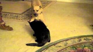 Brutus & Faust:  Fighting Like Cats and Dogs, But That's Love