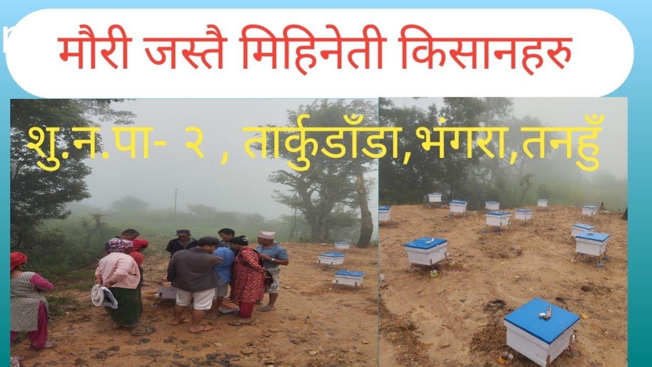 मौरी जस्तै मिहिनेती किसानहरु 