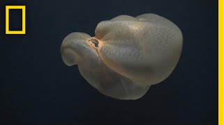 Mysterious DeepSea Jellyfish Filmed in Rare Sighting | National Geographic