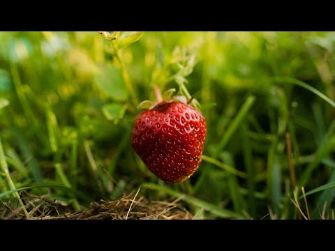Video: Trädgårds- och countrytricks
