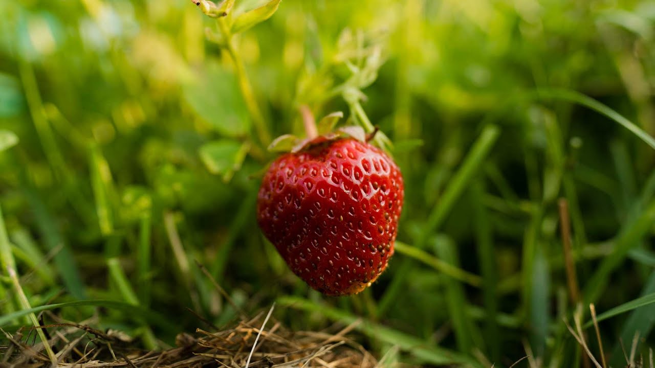 Rundtur bland våra jordgubbar (tips och tricks när det kommer till jordgubbsodling)