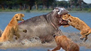 Battle In The Mud! Aggressive Lion Was Bitten Head Off By Angry Hippo While Risking His Life To Hunt