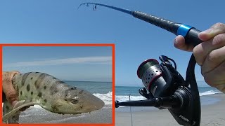 Surf Fishing for Leopard Sharks: Using Okuma Cedros CSX Surf Rod 