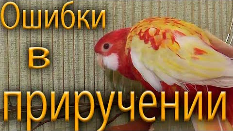 Попугай розелла. Что может усложнить приручение. Ошибки, трудности в приручении попугаев.