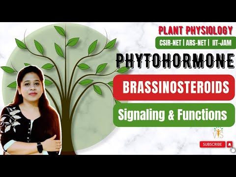 Video: Co je to brassinolid – porozumění vztahu mezi brassinolidem a rostlinami