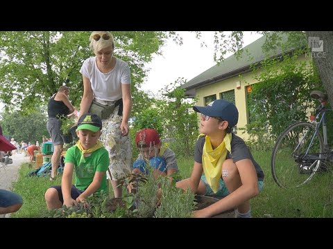 Zaniedbane donice wypełniają się ziołami - ITV Kielce