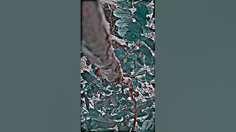 HOW TO TREE 🎄 XML HD VIDEO GRAPHY RECORD #XML#XML #XMLEFFECTS #xmlpreset #XML_ #XMLVİDEOKAİSEBANAYE