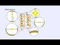 Protein Structure Quiz