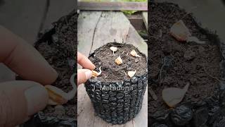 Grow Corn Seeds Using the Snail Method – Space-Saving Seed Starting #gardenhacks