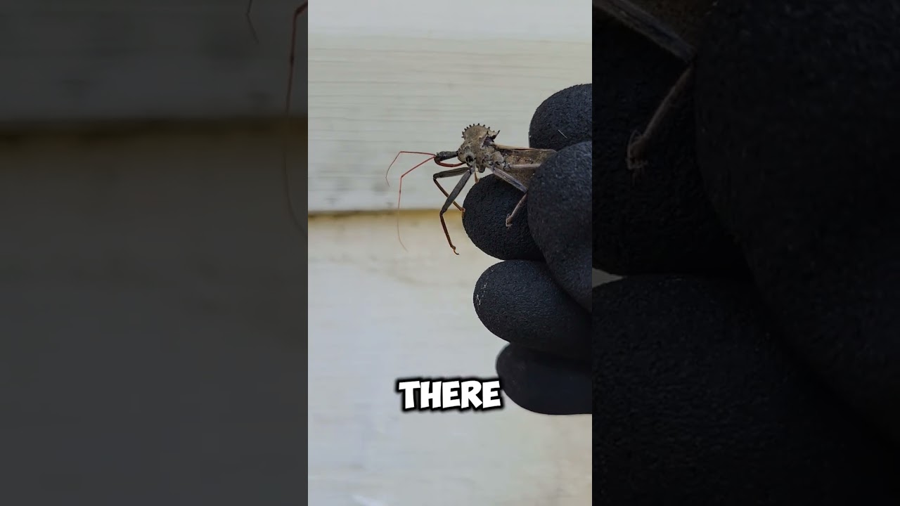 I'm a Wheel Bug! Not fake at all! 