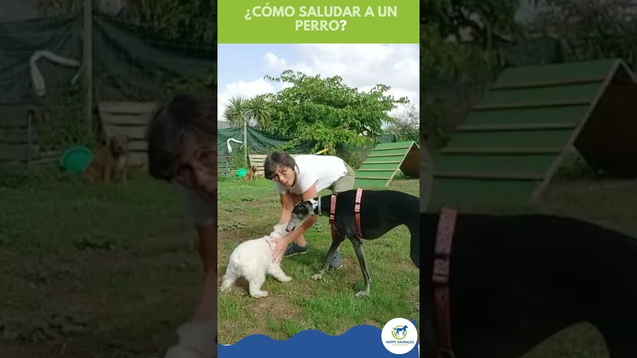 CÓMO  SALUDAR A UN PERRO 