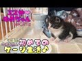 【子猫 成長記録 21g】生まれて初めてケージに入った子猫のリアクションは？【cute kitten 21g】