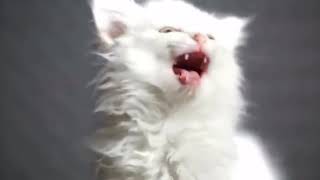 Котята поют💕 Котята поют💕