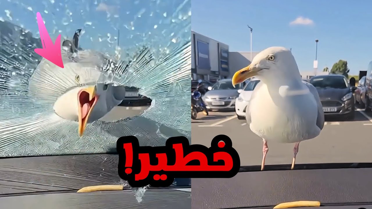 لو شفت هذا الطائر قريب من السيارة اهرب!! (صدمة)