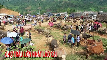 Khám phá chợ trâu Cốc Ly lớn nhất Lào Cai | Nơi giao dịch trâu lớn nhất Tây Bắc
