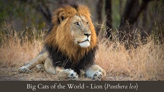Big Cats of the World Part I - LIONS (Panthera leo)
