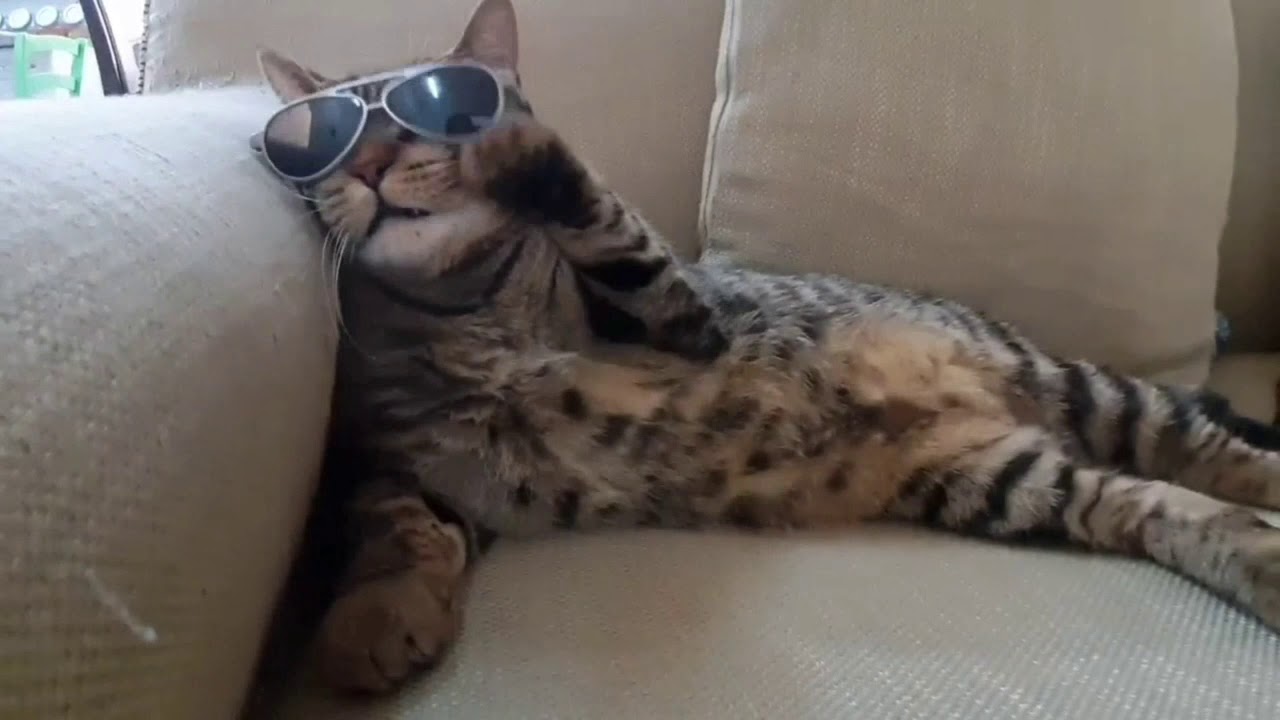 Cats putting on their sunglasses 