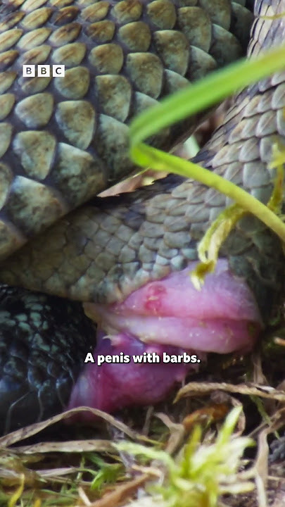 When you get well and truly hooked on someone 😳#WildIsles #iPlayer #DavidAttenborough - BBC