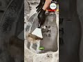Most Satisfying: Rug Cleaning Ever! #rugcleaning #shorts