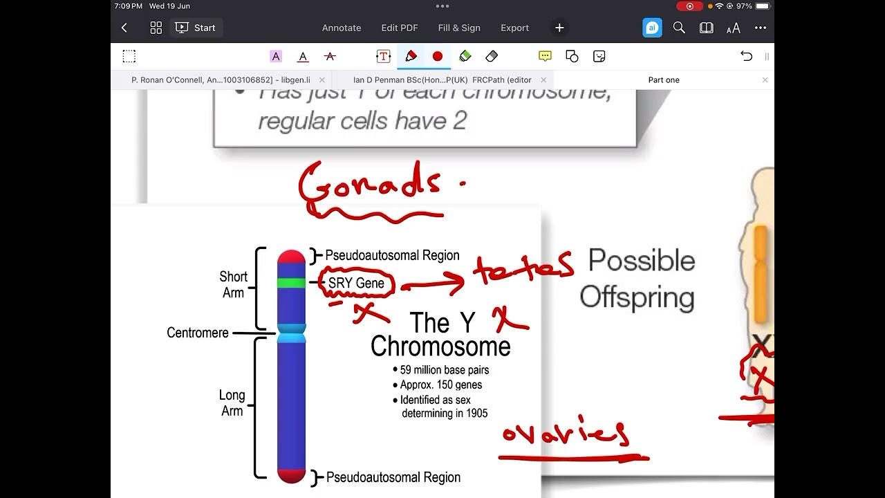 شرح المنهج الوزاري لقسم الصيدلة / المرحلة الثانية | physiology / chapter 22/ part 1