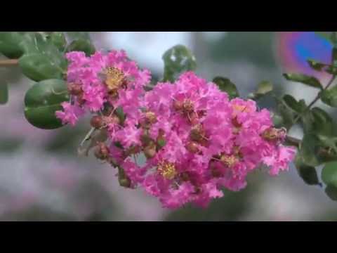 4k サルスベリ 百日紅 の並木道 The Avenue Of The Crape Myrtle 松江市城北通り 白ピンク紅超高画質 Youtube