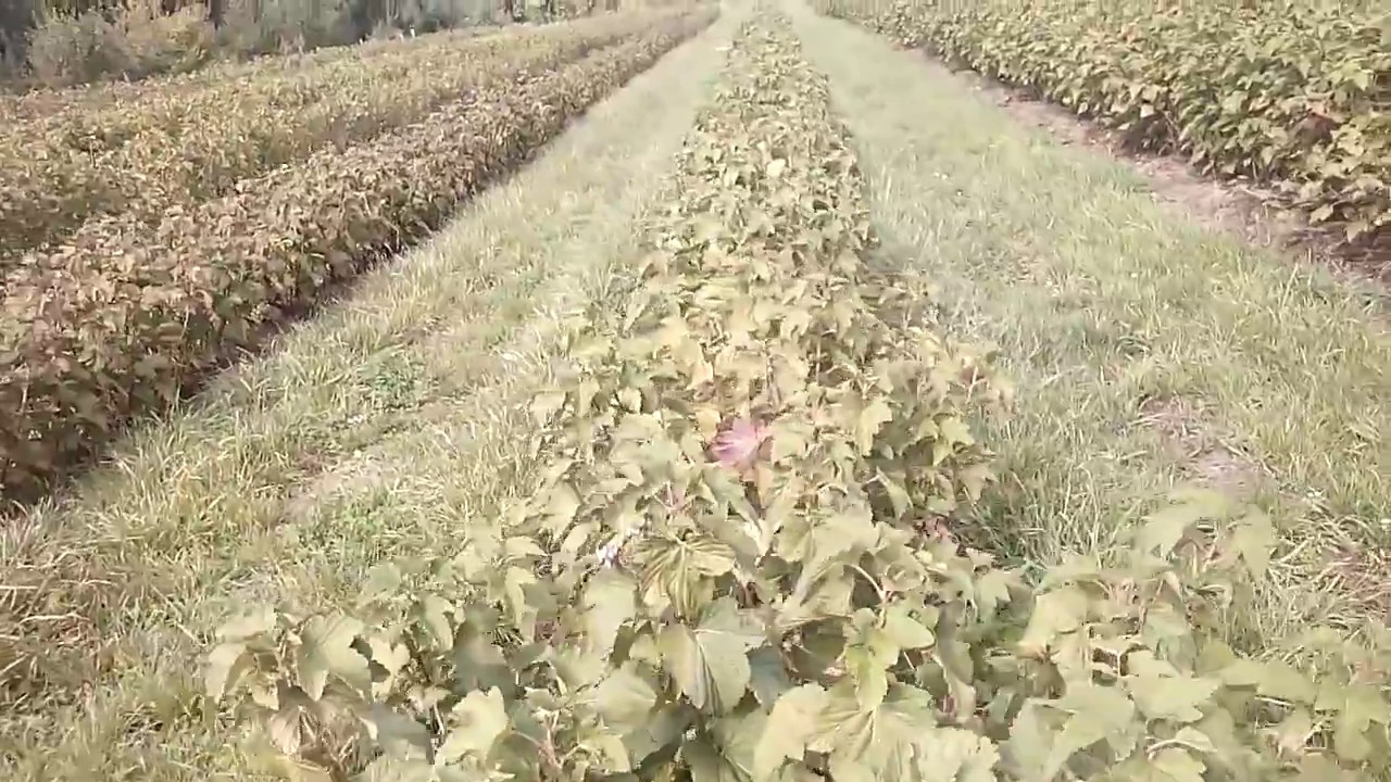 Сорта черной смородины под механический сбор в Батькив сад