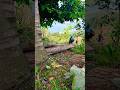 Incredible Manual Log Lifting Skills!