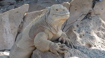 Geocaching while Exploring the Galapagos Islands Part 3